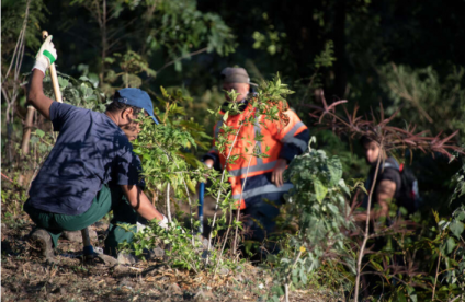 Programme de restauration écologique à la Réunion