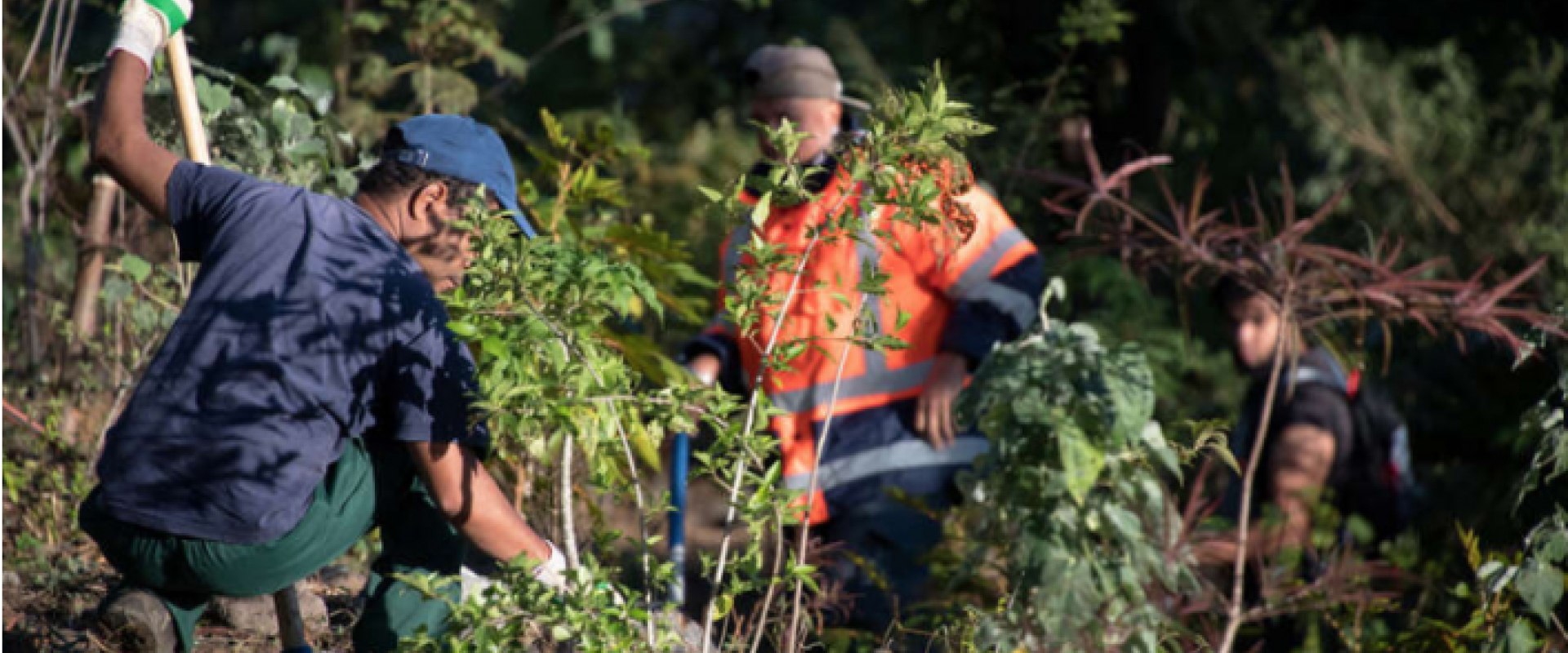 Programme de restauration écologique à la Réunion